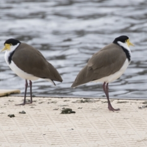 Vanellus miles at Belconnen, ACT - 4 Jun 2021 11:44 AM