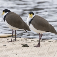 Vanellus miles at Belconnen, ACT - 4 Jun 2021 11:44 AM