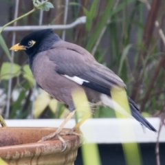 Acridotheres tristis (Common Myna) at Higgins, ACT - 2 Jun 2021 by AlisonMilton