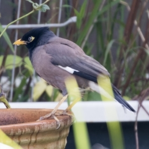 Acridotheres tristis at Higgins, ACT - 2 Jun 2021 12:23 PM