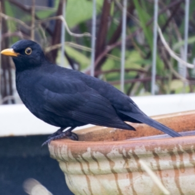 Turdus merula (Eurasian Blackbird) at Higgins, ACT - 2 Jun 2021 by AlisonMilton