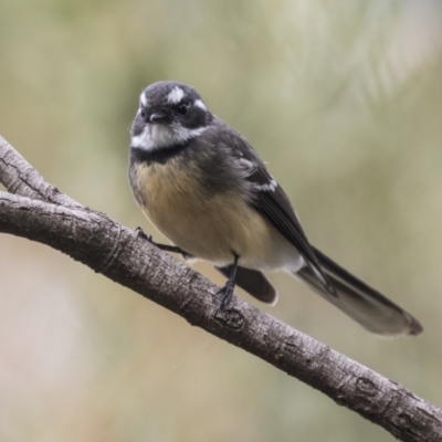 Rhipidura albiscapa (Grey Fantail) at Acton, ACT - 9 Apr 2021 by AlisonMilton