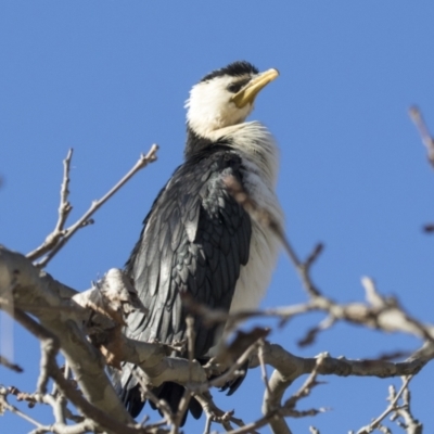 Microcarbo melanoleucos (Little Pied Cormorant) at Belconnen, ACT - 28 May 2021 by AlisonMilton