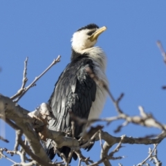 Microcarbo melanoleucos (Little Pied Cormorant) at Belconnen, ACT - 28 May 2021 by AlisonMilton