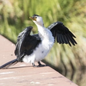 Microcarbo melanoleucos at Belconnen, ACT - 28 May 2021