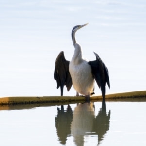 Anhinga novaehollandiae at Belconnen, ACT - 28 May 2021 10:41 AM