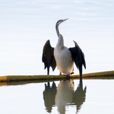 Anhinga novaehollandiae (Australasian Darter) at Belconnen, ACT - 28 May 2021 by AlisonMilton