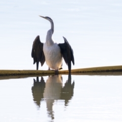 Anhinga novaehollandiae at Belconnen, ACT - 28 May 2021 10:41 AM