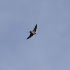 Hirundo neoxena (Welcome Swallow) at Lake Tuggeranong - 7 Jun 2021 by RodDeb