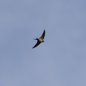 Hirundo neoxena at Kambah, ACT - 7 Jun 2021 01:35 PM