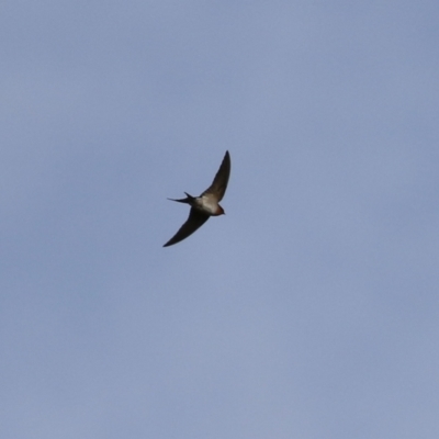 Hirundo neoxena (Welcome Swallow) at Lake Tuggeranong - 7 Jun 2021 by RodDeb