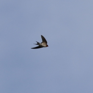 Hirundo neoxena at Kambah, ACT - 7 Jun 2021 01:35 PM