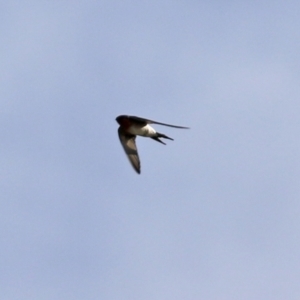 Hirundo neoxena at Kambah, ACT - 7 Jun 2021 01:35 PM