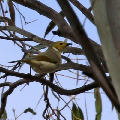 Ptilotula penicillata (White-plumed Honeyeater) at Kambah, ACT - 7 Jun 2021 by RodDeb