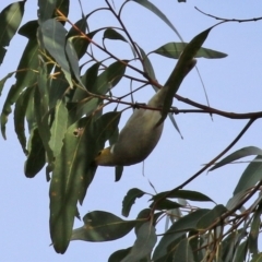 Ptilotula penicillata at Kambah, ACT - 7 Jun 2021