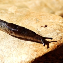 Deroceras laeve (Marsh Slug) at Crooked Corner, NSW - 7 Jun 2021 by Milly