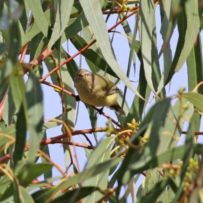 Smicrornis brevirostris (Weebill) at Kambah, ACT - 7 Jun 2021 by RodDeb