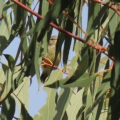 Smicrornis brevirostris at Kambah, ACT - 7 Jun 2021 01:40 PM