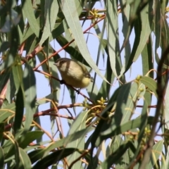 Smicrornis brevirostris at Kambah, ACT - 7 Jun 2021