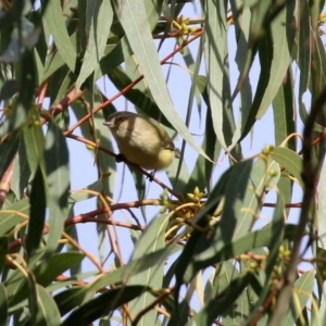 Smicrornis brevirostris at Kambah, ACT - 7 Jun 2021 01:40 PM