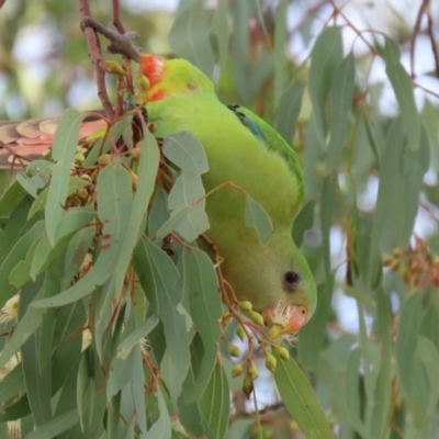 Polytelis swainsonii (Superb Parrot) at Greenway, ACT - 7 Jun 2021 by RodDeb