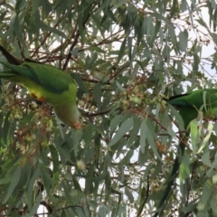 Polytelis swainsonii at Greenway, ACT - 7 Jun 2021