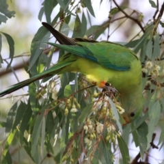 Polytelis swainsonii at Greenway, ACT - 7 Jun 2021