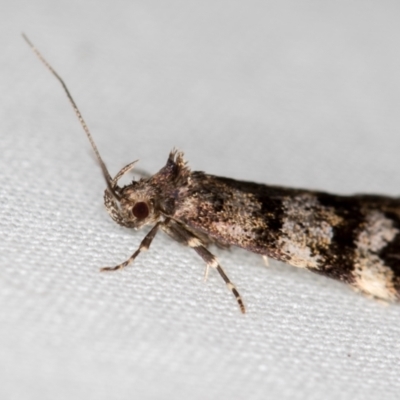 Barea zygophora (Concealer Moth) at Melba, ACT - 28 Oct 2020 by Bron