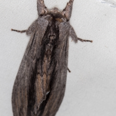 Destolmia lineata (Streaked Notodontid Moth) at Melba, ACT - 22 Oct 2020 by Bron