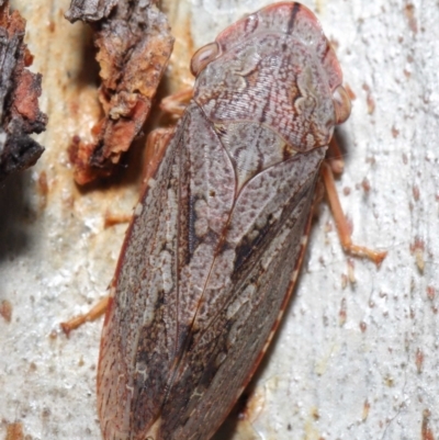 Stenocotis depressa (Leafhopper) at ANBG - 4 Jun 2021 by TimL