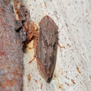 Stenocotis depressa at Acton, ACT - 4 Jun 2021 12:20 PM