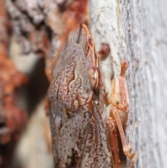 Stenocotis depressa at Acton, ACT - 4 Jun 2021