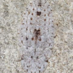 Ledrinae (subfamily) (A Flat-headed Leafhopper) at Downer, ACT - 4 Jun 2021 by TimL