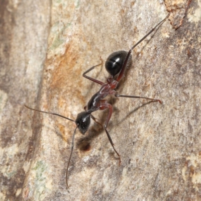 Camponotus intrepidus (Flumed Sugar Ant) at Downer, ACT - 25 May 2021 by TimL