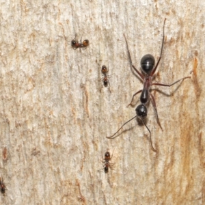 Camponotus intrepidus at Downer, ACT - 25 May 2021