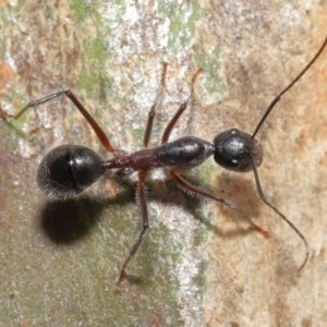 Camponotus intrepidus at Downer, ACT - 25 May 2021