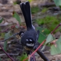 Rhipidura albiscapa (Grey Fantail) at Aranda, ACT - 7 Jun 2021 by Kurt