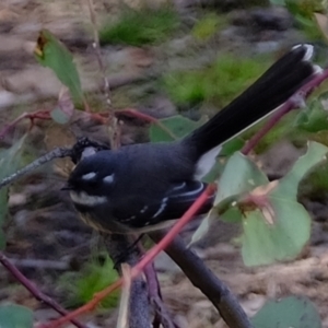 Rhipidura albiscapa at Aranda, ACT - 7 Jun 2021