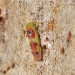 Kahaono wallacei at Downer, ACT - 4 Jun 2021