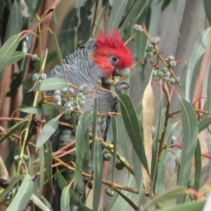 Callocephalon fimbriatum at Hackett, ACT - 7 Jun 2021