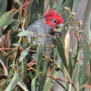 Callocephalon fimbriatum at Hackett, ACT - suppressed