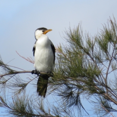 Microcarbo melanoleucos (Little Pied Cormorant) at Bruce Ridge to Gossan Hill - 7 Jun 2021 by Christine