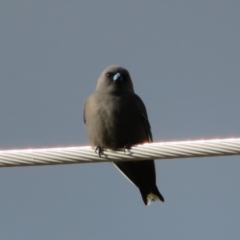 Artamus cyanopterus cyanopterus (Dusky Woodswallow) at Fyshwick, ACT - 4 Jun 2021 by Christine