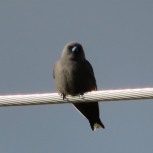 Artamus cyanopterus at Fyshwick, ACT - 4 Jun 2021