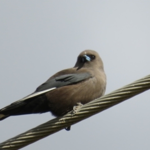 Artamus cyanopterus at Fyshwick, ACT - 4 Jun 2021