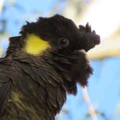 Zanda funerea (Yellow-tailed Black-Cockatoo) at Fyshwick, ACT - 4 Jun 2021 by Christine