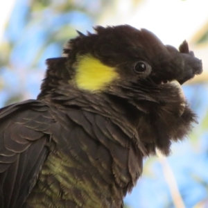 Zanda funerea at Fyshwick, ACT - 4 Jun 2021 03:19 PM