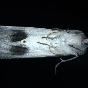 Paralaea ochrosoma at Ainslie, ACT - 20 May 2021