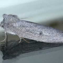 Paralaea ochrosoma at Ainslie, ACT - 21 May 2021 08:29 PM