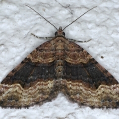 Epyaxa subidaria (Subidaria Moth) at Ainslie, ACT - 21 May 2021 by jb2602